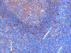 Anti-GRB2, C-terminal