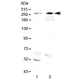 Anti-RanBP2 (C-Terminal Region)