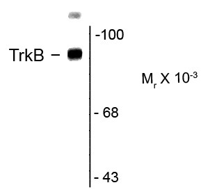 Anti-TrkB