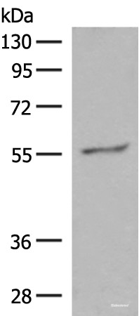 Anti-GPR161