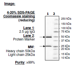 Anti-GST-like protein, clone 1C7