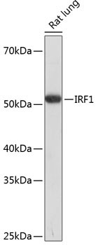 Anti-IRF1