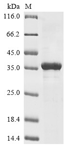 Brain-specific serine protease 4 (Prss22), mouse, recombinant