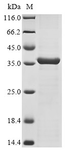 OmpK36 (OmpK36), Klebsiella pneumoniae, recombinant