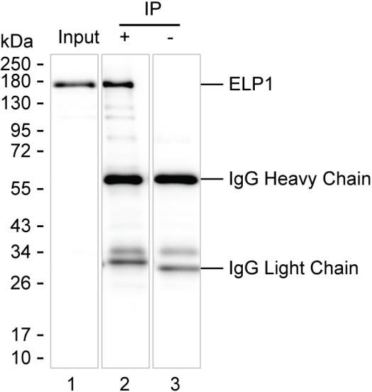 Anti-ELP1