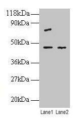 Anti-EIF4A2
