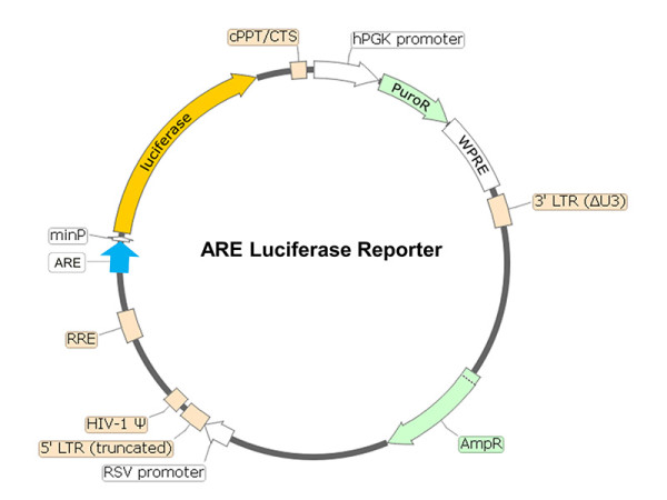 ARE Luciferase Reporter Lentivirus