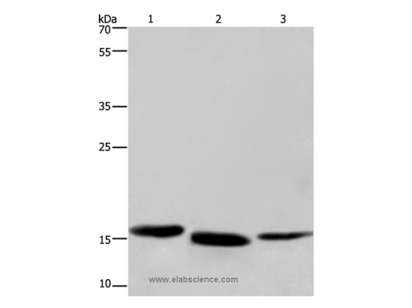 Anti-CYB5A