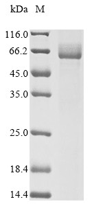 Nuclear pore glycoprotein p62 (Nup62), rat, recombinant