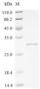 Fibroblast growth factor (FGF2), Partial, swine, recombinant