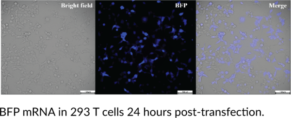 BFP mRNA (Cap-1, m1Psi)
