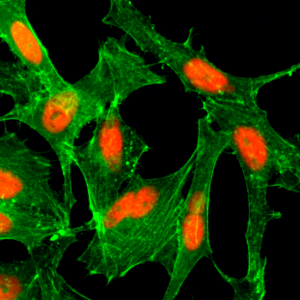 Anti-Acetyl-Histone H4 (Lys12), Rabbit Monoclonal (RM202)