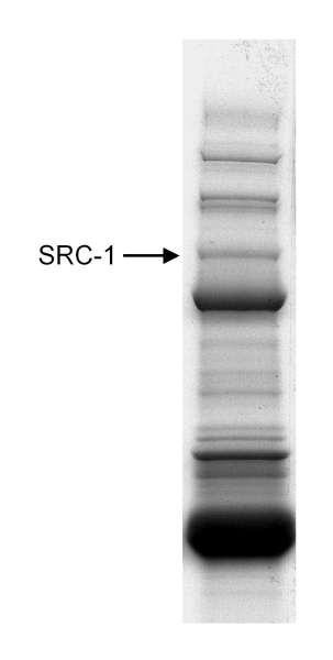 Anti-SRC1