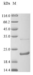 Anterior gradient protein 2 homolog (Agr2), mouse, recombinant