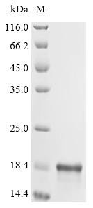 Cyclin-dependent kinases regulatory subunit 1 (CKS1B), human, recombinant