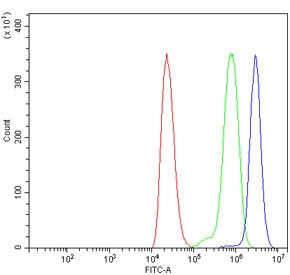 Anti-CLASP2 / CLIP-associating protein 2
