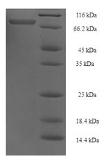 TNF receptor-associated factor 5 (TRAF5), human, recombinant
