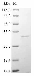 Angiopoietin-like protein 8 (Angptl8), mouse, recombinant