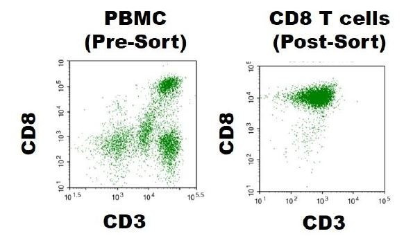 CD8+ T cells, Negatively Selected (Human)