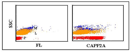 Anti-CD41 (bovine), clone CAPP2A