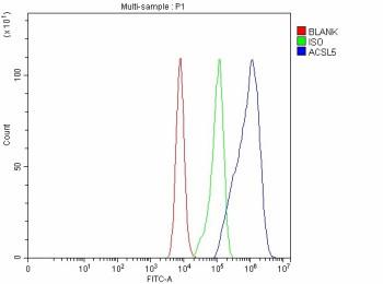 Anti-ACSL5 / Long chain fatty acid CoA ligase 5