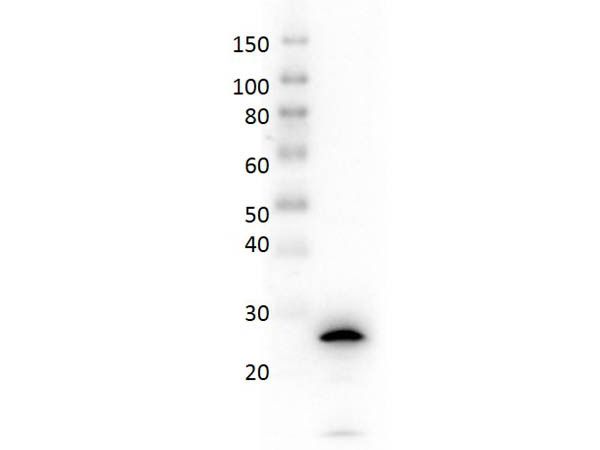 Anti-EBI-3