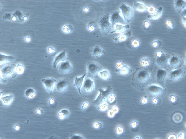 HK-2xZFN-mEGFP-Nup107 Cells