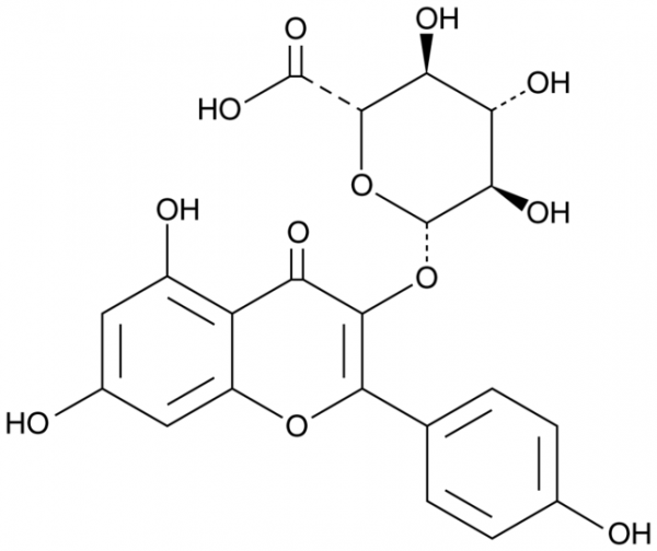 Kaempferol 3-glucuronide