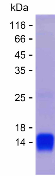 CD38 (human), recombinant protein