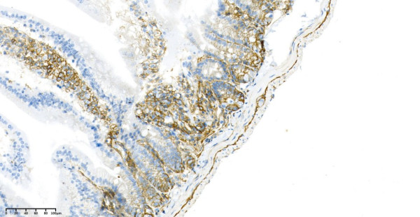 Anti-Recombinant CD44, clone 8A5