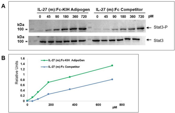 IL-27 (mouse):Fc-KIH (human) (rec.)