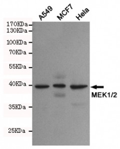 Anti-MEK1/2, clone 6F10-D7-G6
