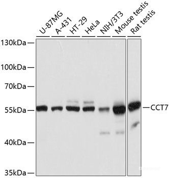 Anti-TCP1 eta