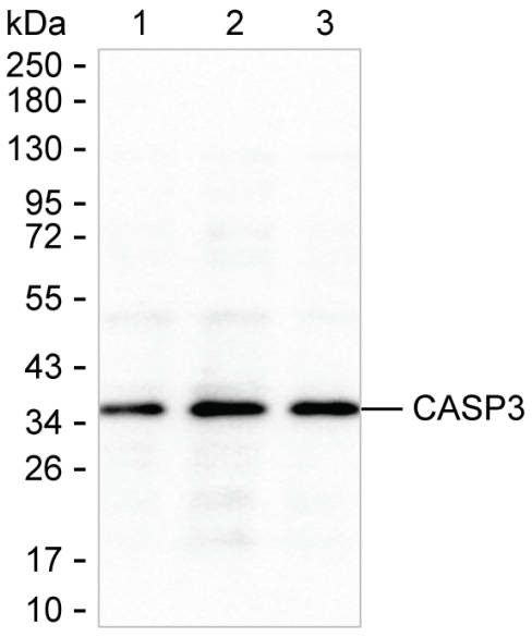 Anti-Caspase-3