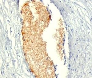 Anti-AMPD3, clone AMPD3/901