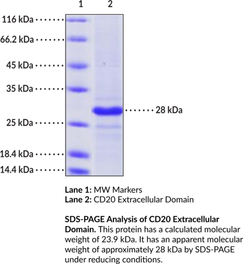 CD20 Extracellular Domain (human, recombinant, aa 141-188)