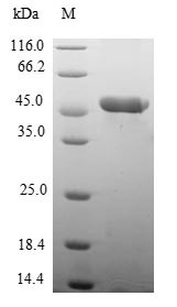 Myosin regulatory light chain 2, atrial isoform (MYL7), human, recombinant
