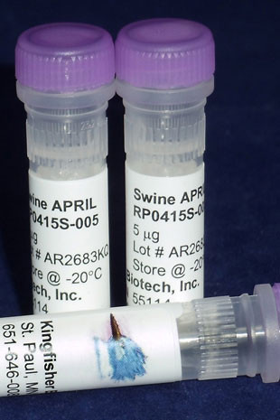 APRIL (TNFSF13), swine recombinant (rsAPRIL)