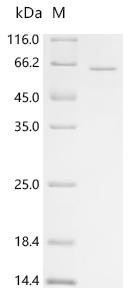 L-amino-acid oxidase (IL4I1), partial, recombinant human