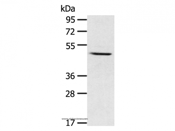 Anti-CYP1A1