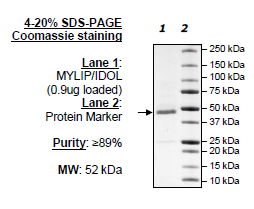 MYLIP/IDOL, Human Recombiant protein