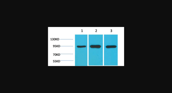 Anti-HSP90 alpha, monoclonal
