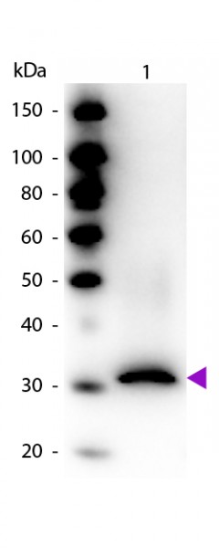 Anti-Red Fluorescent Protein (RFP), Biotin conjugated