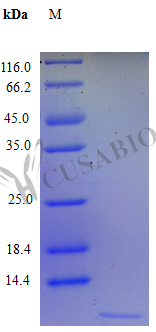 C-X-C motif chemokine 3 protein (CXCL3) (Active), human, recombinant