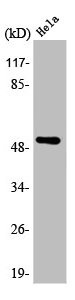 Anti-ARMC6
