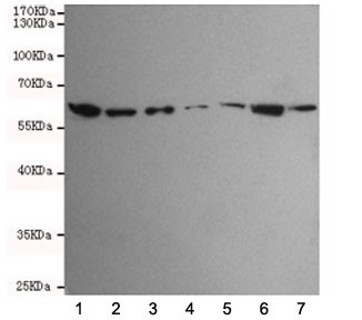 Anti-TAB1, clone 1B9-D11-B10
