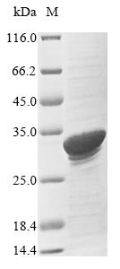 Serum amyloid A protein (SAA1), bovine, recombinant