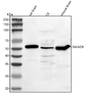 Anti-Smad9 / Mothers against decapentaplegic homolog 9