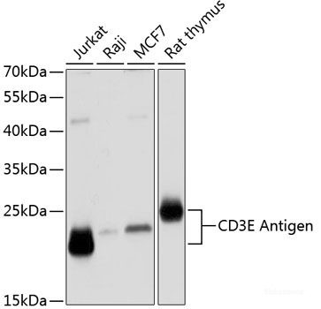 Anti-CD3E