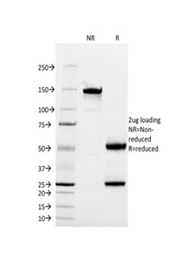 Anti-CD13 / Aminopeptidase-N (Myeloid Cell Marker), clone WM15